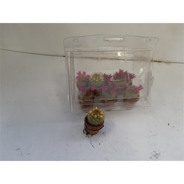 <h4>cactus mini bloeiend</h4>