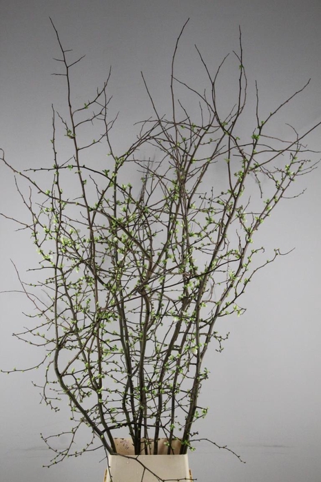 <h4>CHAENOMELES SUPERBA WHITE EXTRA 180CM</h4>