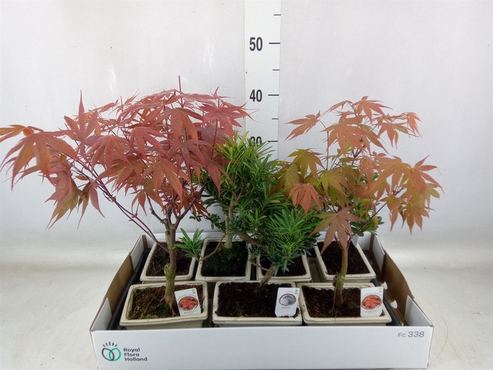 <h4>Bonsai   ...mix</h4>