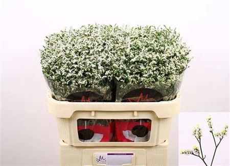 <h4>Lim Sin China White</h4>