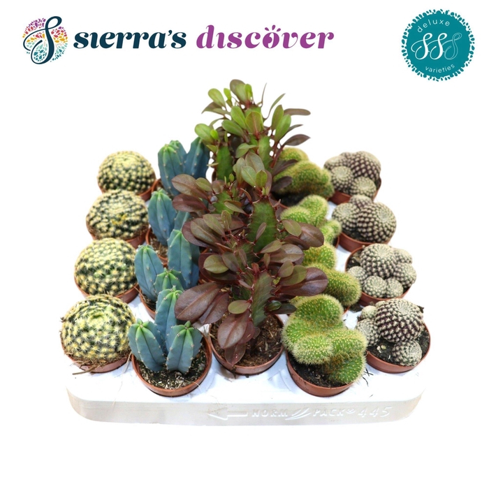 <h4>CACTUS GEM</h4>