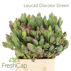 Leucadendron discolor