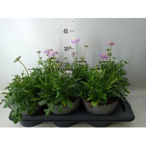 Scabiosa columb. 'Butterfly Blue'