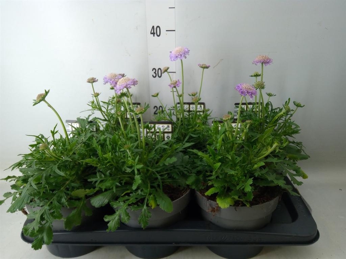<h4>Scabiosa columb. 'Butterfly Blue'</h4>