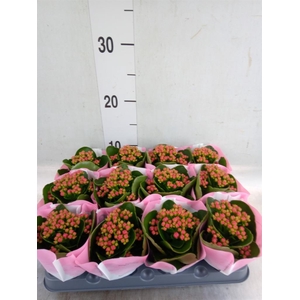 Kalanchoe  'RoseFlow Katie'