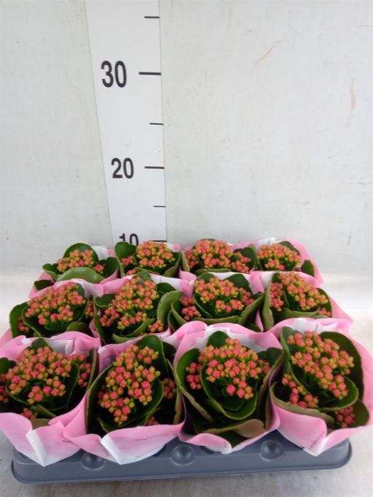 <h4>Kalanchoe  'RoseFlow Katie'</h4>