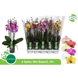 PHAL GEM