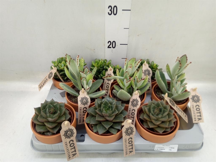 <h4>Succulents   ...</h4>