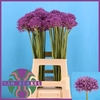 Allium Violet Beauty
