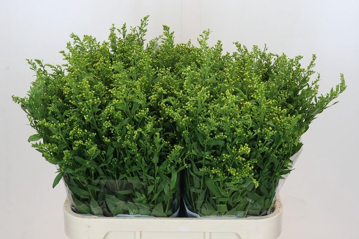 <h4>Solidago Golden Glory</h4>