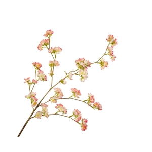 Prunus Cherry Blossom Pink