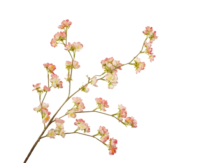<h4>Prunus Cherry Blossom Pink</h4>