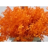 Ruscus A Gebleekt Oranje