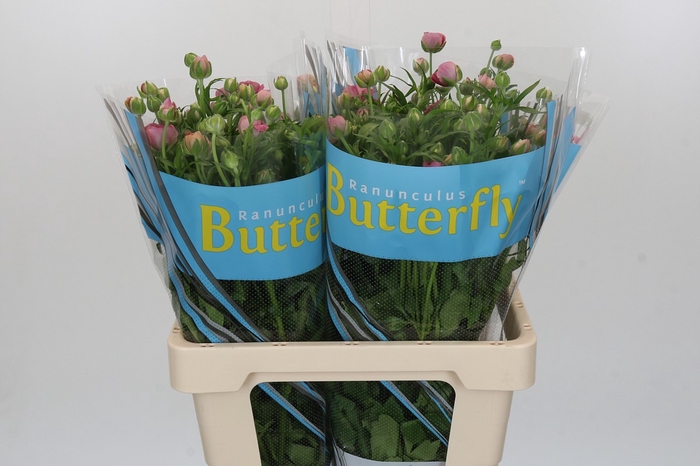 Ranunculus Butterfly Jupiter