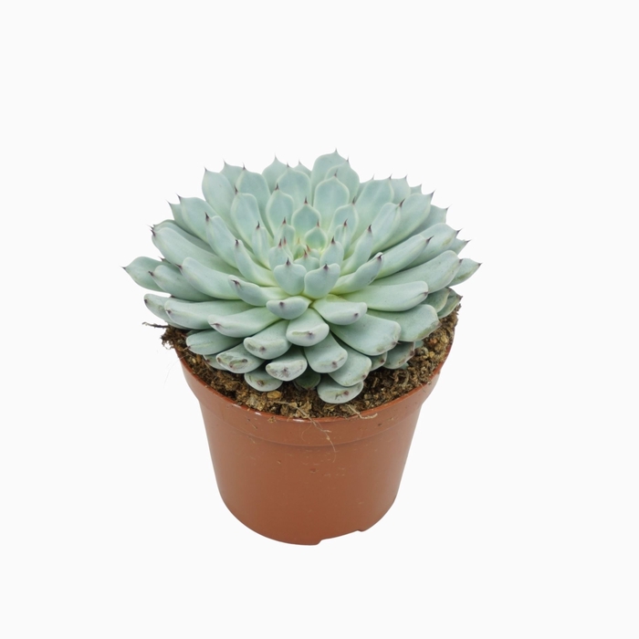 <h4>Echeveria cuspidata</h4>