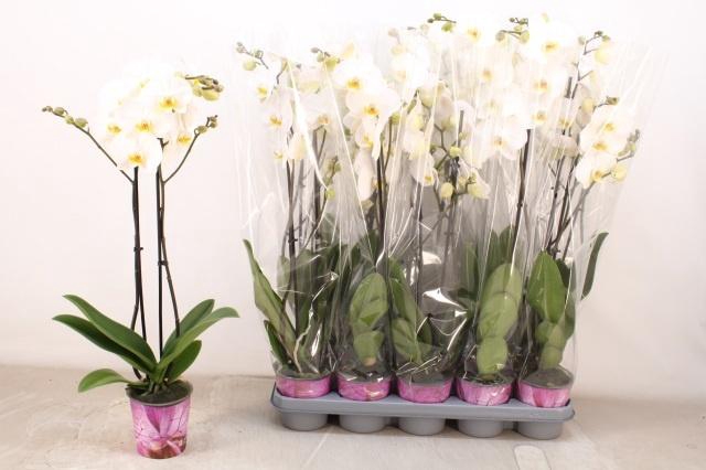 <h4>PHAL OV WIT</h4>