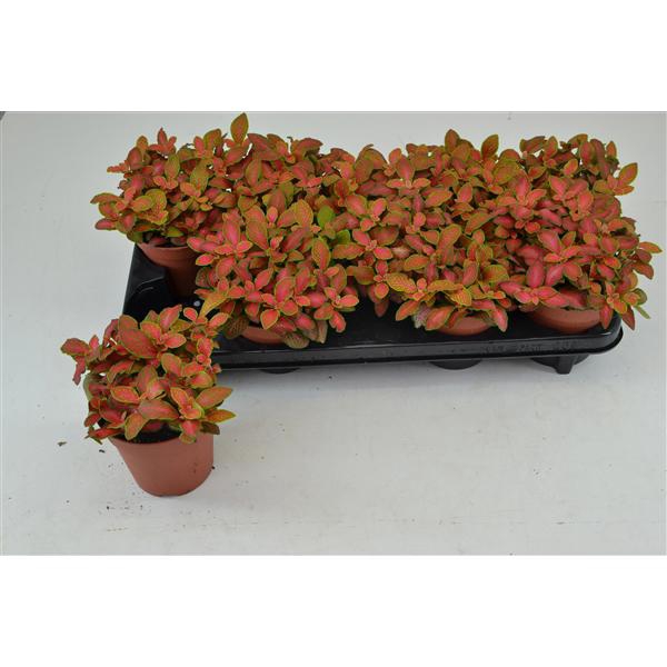 <h4>FITTONIA RUBY LIME 12 CM</h4>