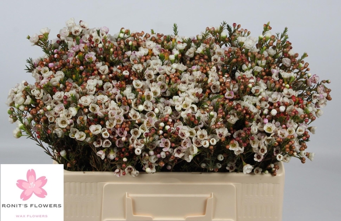 <h4>CHAME MOONL DELIGHT</h4>