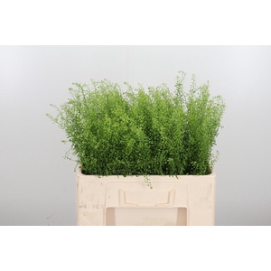 Lepidium Green Bell