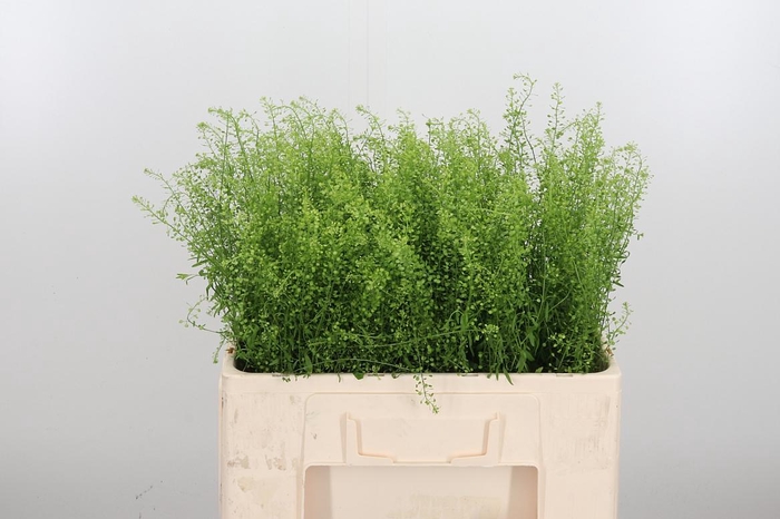<h4>Lepidium Green Bell</h4>