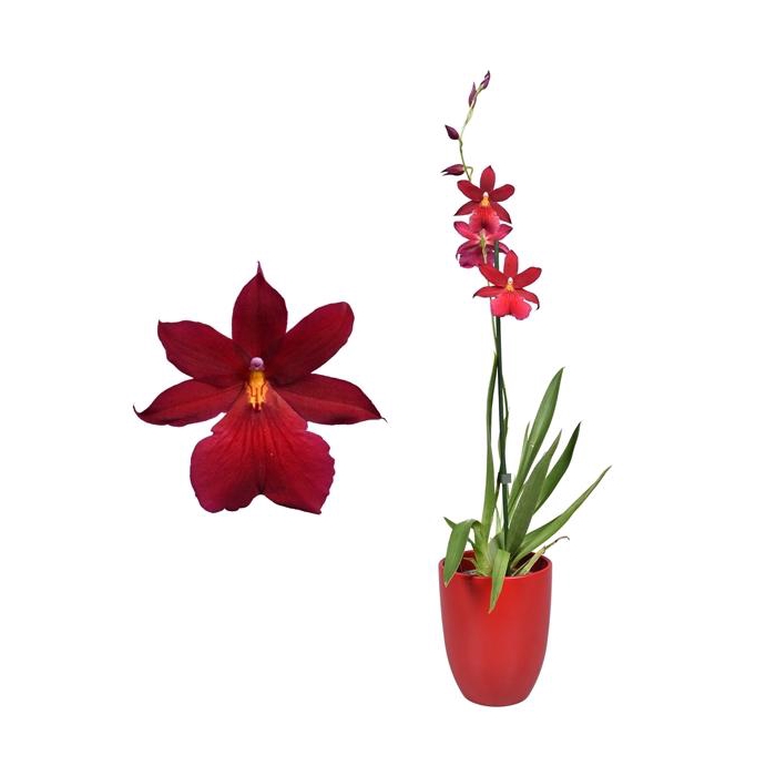 <h4>Cambria 'Nelly Isler' Red Velvet 1 tak met rood keramiek</h4>