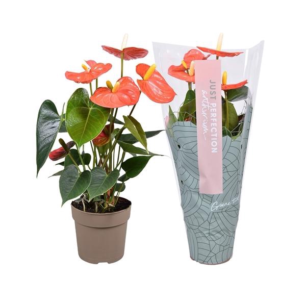 <h4>Anthurium Andreanum Grp Orange Champion</h4>