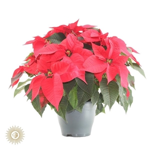 poinsettia xmas feeling (rood)