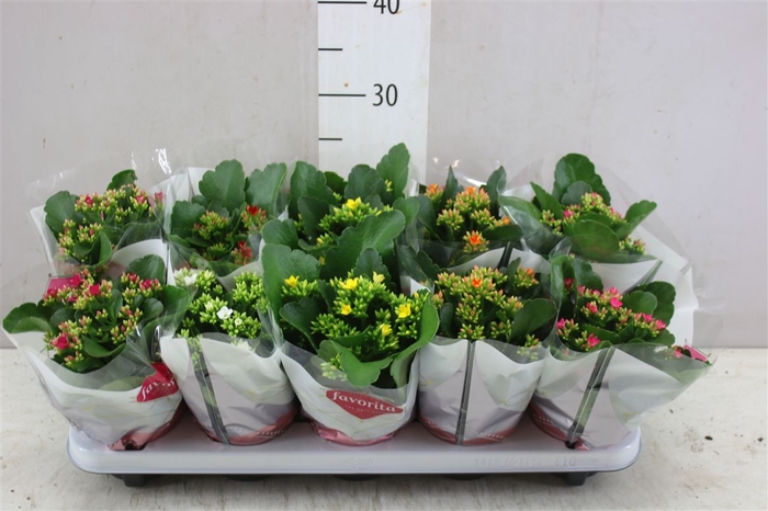 <h4>Kalanchoe Bl Gemengd</h4>
