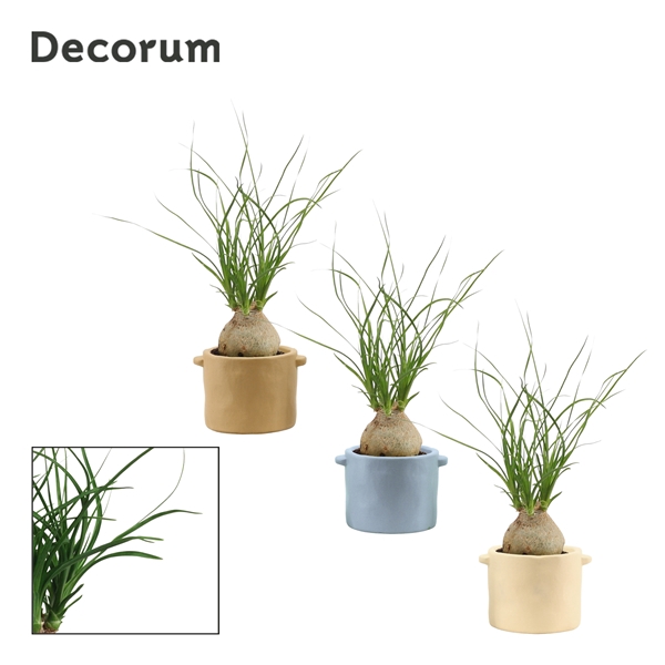 <h4>Beaucarnea bol 6 cm in Charlotte (Nature world-collection)</h4>