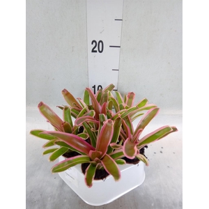 Nidularium  'Fire Ball Striped'