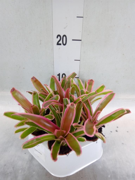 <h4>Nidularium  'Fire Ball Striped'</h4>