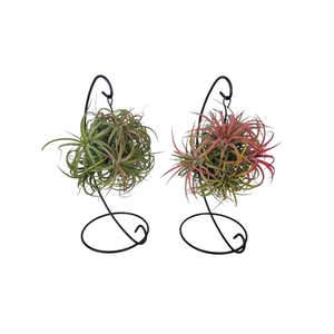 Tillandsia ionantha clumb mix hanger medium