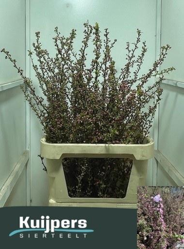 <h4>Prunus overig</h4>