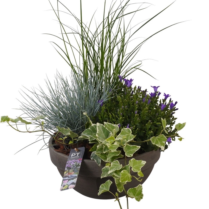 <h4>Arr.   Tuinplanten L%</h4>