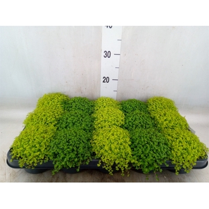 Soleirolia soleirolii   ...mix 2