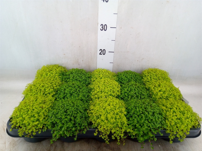 <h4>Soleirolia soleirolii   ...mix 2</h4>