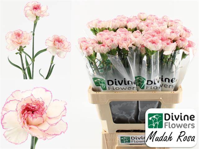 <h4>DI ST MUDAH ROSA</h4>