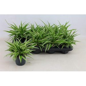 Chlorophytum comosum 'Ocean'