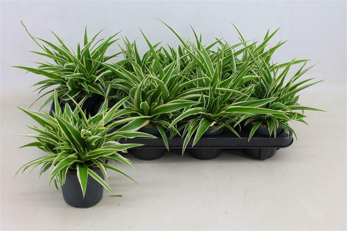 <h4>Chlorophytum comosum 'Ocean'</h4>