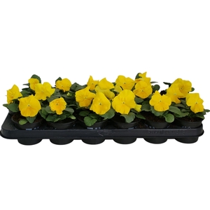 Viola wr. 'Delta Pure Primrose'