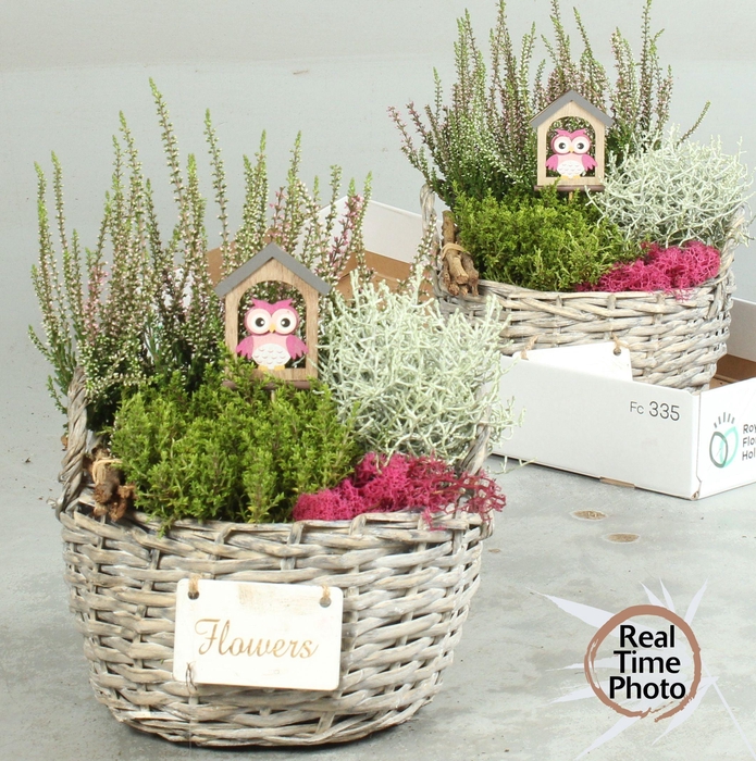 <h4>ARR TUINPLANTEN H%</h4>