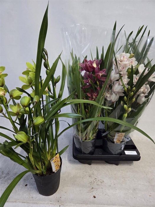 <h4>Cymbidium Gemengd 4 Tak</h4>