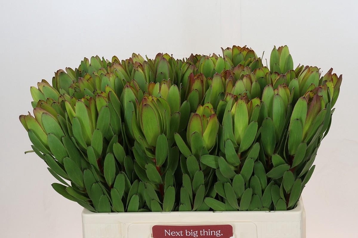 <h4>Leucadendron Goldstrike</h4>