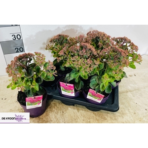 SEDUM TELEPHIUM