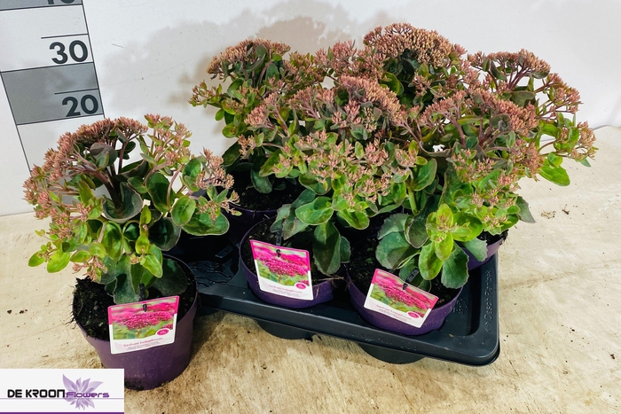 <h4>SEDUM TELEPHIUM</h4>