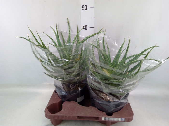 <h4>Aloe arborescens</h4>