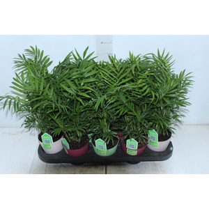 CHAMAEDOREA ELEGANS P11