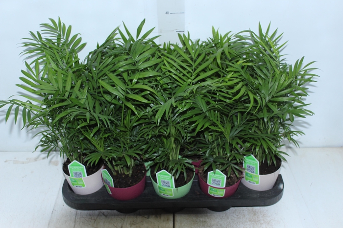 <h4>CHAMAEDOREA ELEGANS P11</h4>