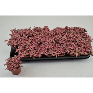 Fittonia Mosaic Pink Forest Flame