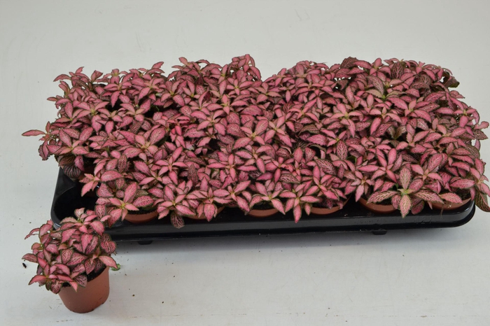 <h4>Fittonia Mosaic Pink Forest Flame</h4>